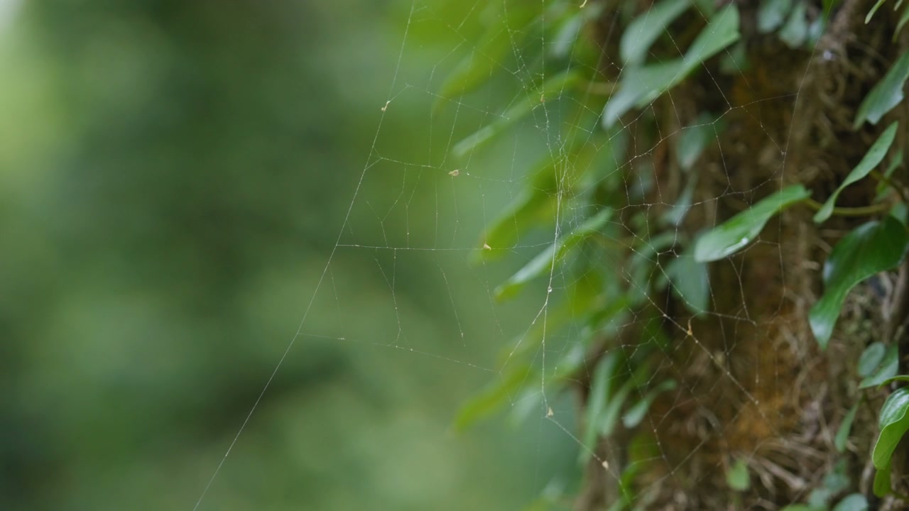 Spider web